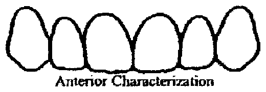 Anterior (front) teeth illustration for shading and characterization notes