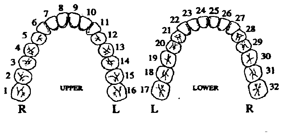 Dental tooth chart: upper arch teeth 1-16 and lower arch teeth 17-32, universal numbering